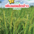 คู่มือข้าว-01